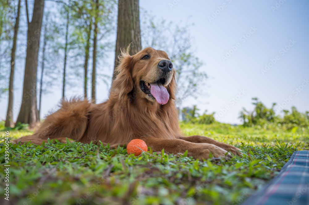 Golden retriever playing in the park grass Golden retriever playing in the park grass