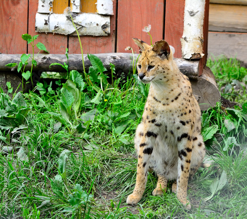 Asian leopard cat(Felis bengalensis). photo