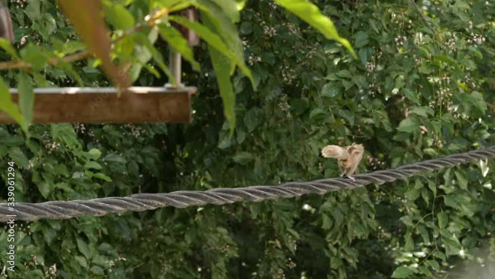 Closeup of an Indian palm squirrel or three-striped palm squirrel running on an electric cable during day time Closeup of an Indian palm squirrel or three-striped palm squirrel running on an electric cable during day time