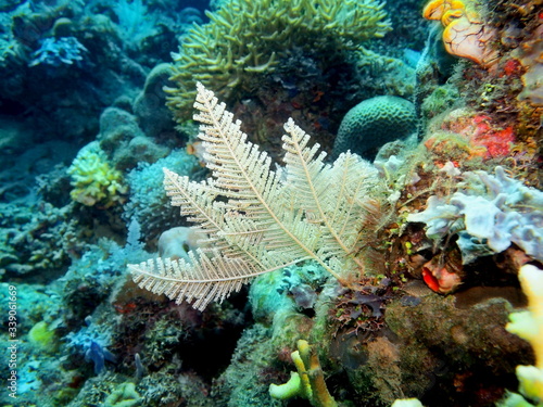 The amazing and mysterious underwater world of Indonesia, North Sulawesi, Manado, hydrozoan