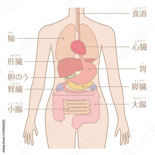 人間の身体（臓器・内臓）