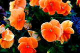 orange blooming flowers
