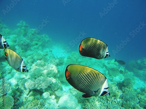 Close-up Of Fishes Swimming In Sea фототапет