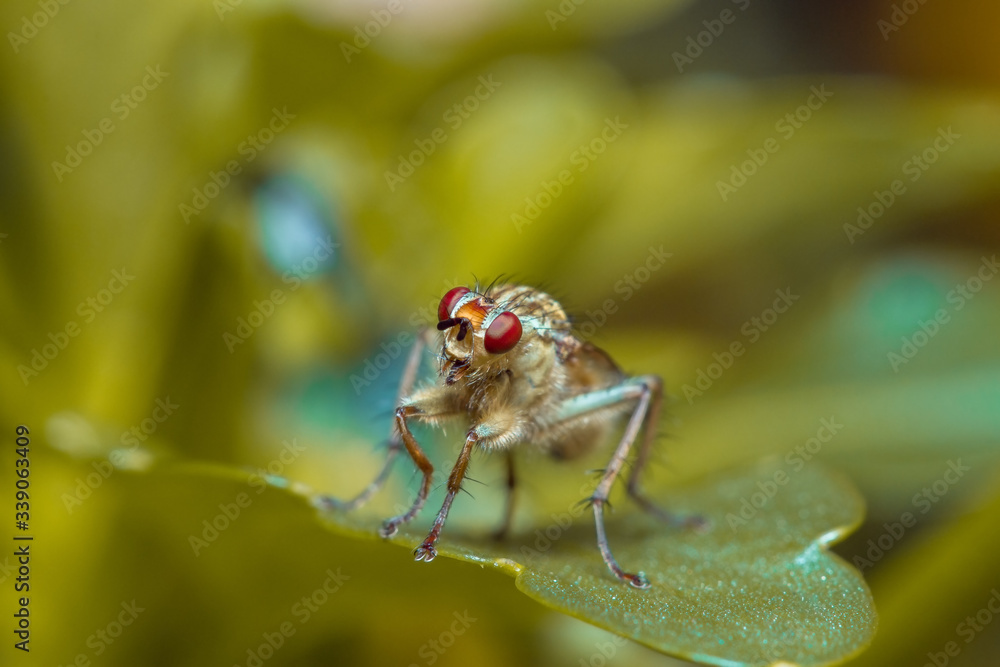 Naklejka premium fly on leaf