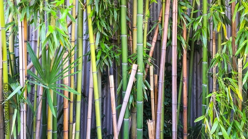 Canvas Print Bamboos Growing Outdoors