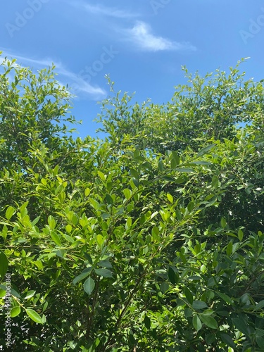 green foliage of a tropical tree, bathed in the sun