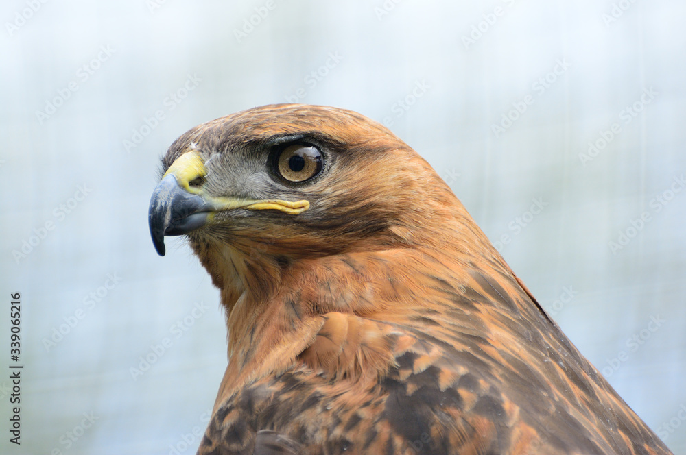Golden Eagle (Aquila chrysaetos) portrait Golden Eagle (Aquila chrysaetos) portrait