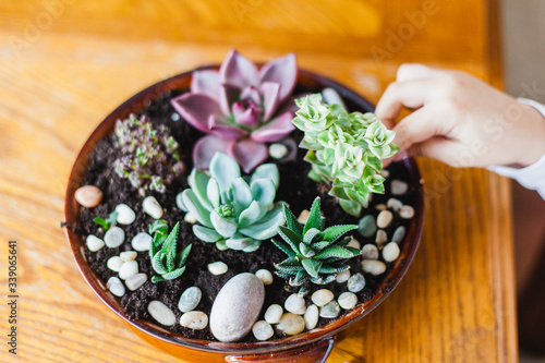 Girl sitting at the table  small pots for plants  succulents  cacti  plant in the interior  home and office decoration and landscaping  tropics at home