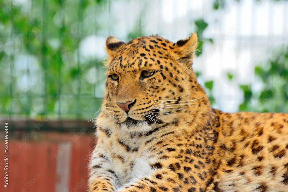 Obraz premium Endangered amur leopard resting in the nature habitat. Wild animals in captivity. Panthera pardus orientalis.