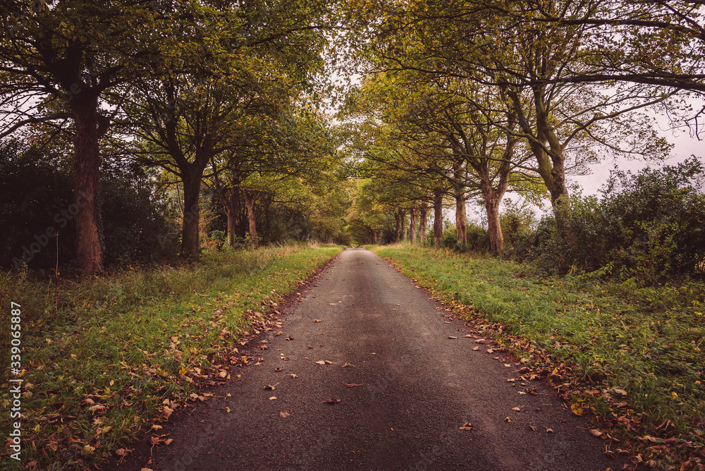Naklejka premium A road leading through the forest in the Yorkshire Moors, England