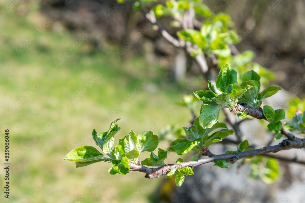 Branch of apple tree with young leaves in fruit grove in spring. Close up, selective focus Branch of apple tree with young leaves in fruit grove in spring. Close up, selective focus