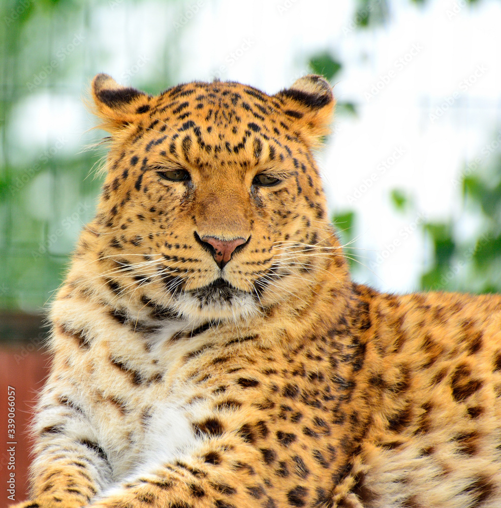 Endangered amur leopard resting in the nature habitat. Wild animals in ...