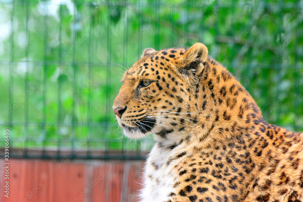 Fototapeta premium Endangered amur leopard resting in the nature habitat. Wild animals in captivity. Panthera pardus orientalis.