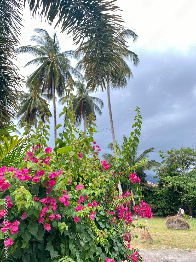 sky through coconut palms and pink flowers with green foliage on a tropical summer day