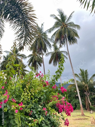 dark sky through coconut palms and pink flowers with green foliage on a tropical summer day