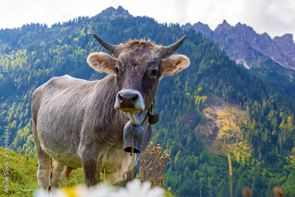 Kuh - Allgäu - grlücklich - Hörner - Braunvieh Kuh - Allgäu - grlücklich - Hörner - Braunvieh