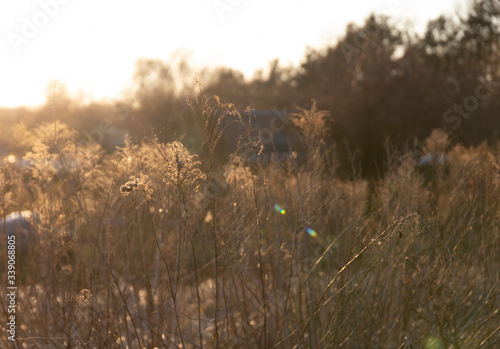 Meadow plants in golden sunlight with some bokeh.