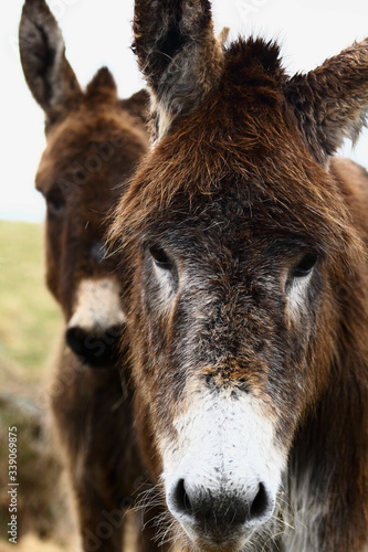 Fotografering portrait of two donkeys living outdoors in the wild by the ocean,  Irish donkeys