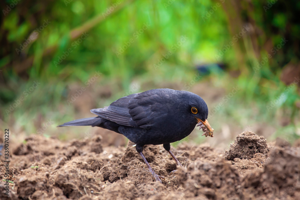 Fototapeta premium Black Bird in Home Garden 2
