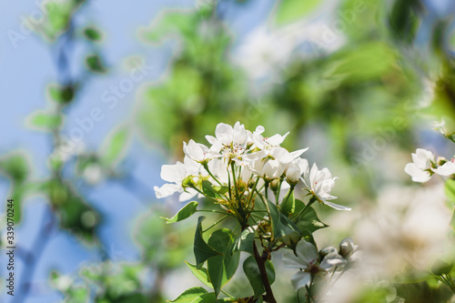 Blooming branches of Apple trees, spring, trees in bloom, arrival of birds, nesting, future fruits, blooming garden, beauty, background, Wallpaper, nature, decoration