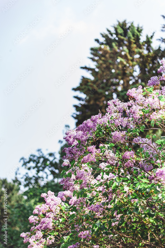 Spring blooming bushes lilac branches decorate the interior walking in the Park Spring blooming bushes lilac branches decorate the interior walking in the Park