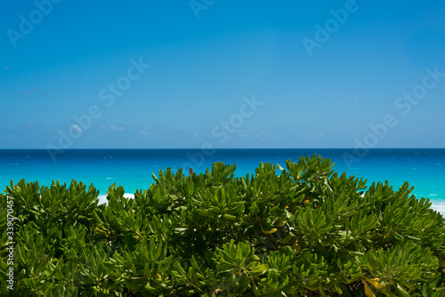 View of bushes with ocean background in Cancun, Mexico