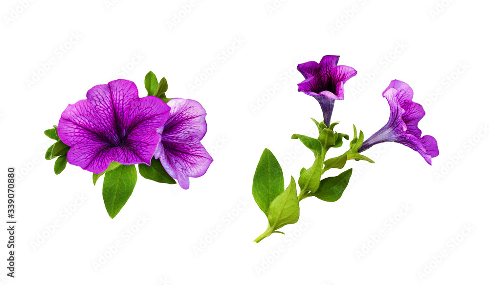 Set of arrangements with petunia flowers, green leaves and buds - obrazy, fototapety, plakaty 