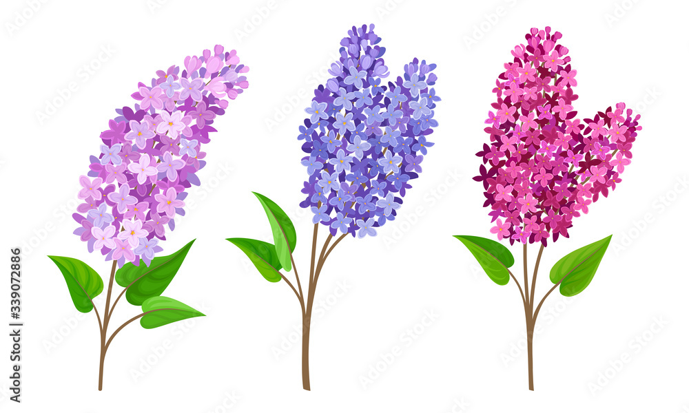 Naklejka premium Lilac or Syringa Flowers with Showy Blossom Isolated on White Background Vector Set