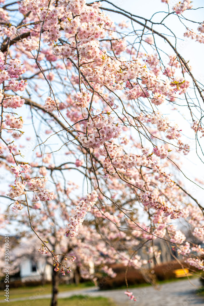 Obraz premium 桜桜