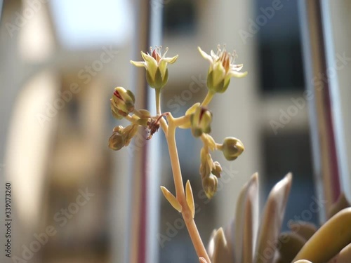 Close up look of the coral color house plant succulent. The flower of the Graptopetalum paraguayense, Ghost Plant or Sedum weinbergii in the sunny day photo