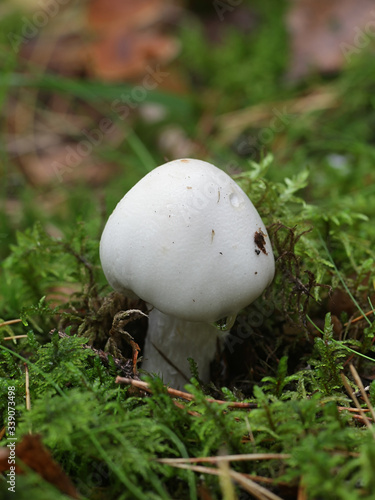 Amanita virosa, known in Europe as the destroying angel, a deadly poisonous mushroom from Finland