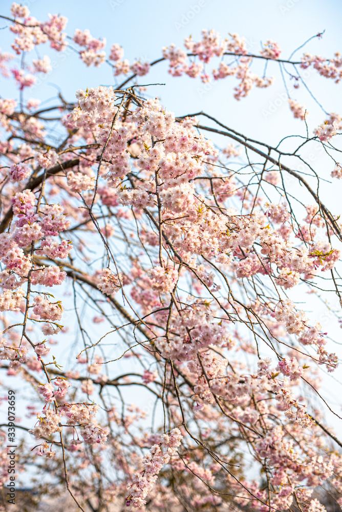 桜桜 桜桜