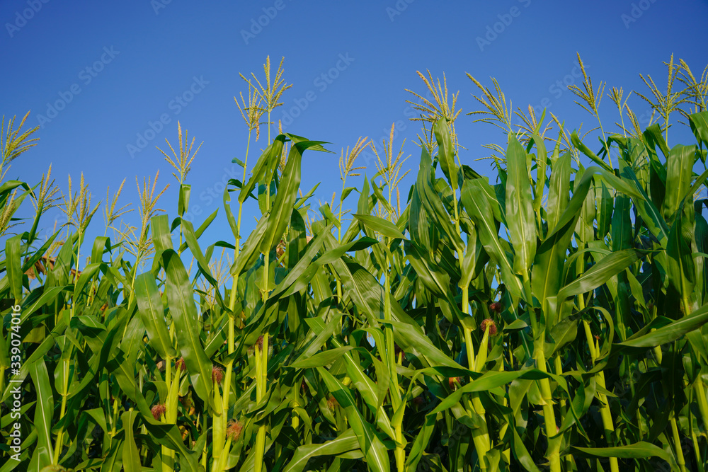 A green field of corn in india A green field of corn in india