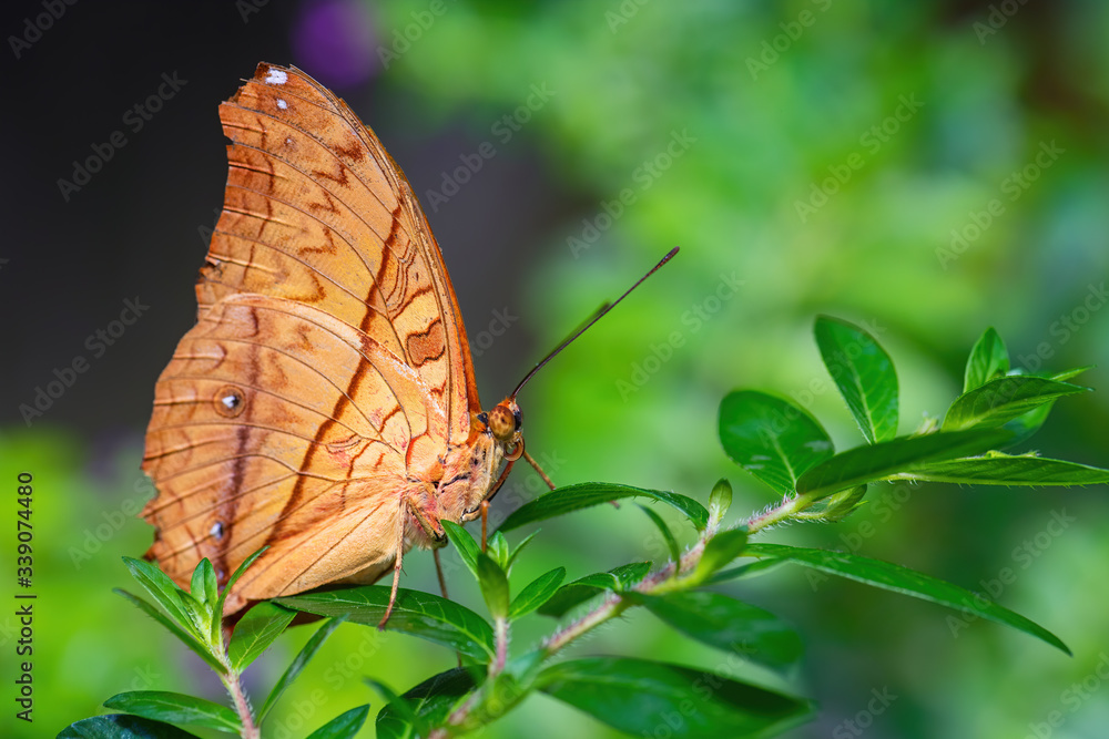 Fototapeta premium Malay cruiser butterfly - Vindula dejone, beautiful yellow and orange butterfly from Southeast Asian meadows and woodlands, Malaysia.