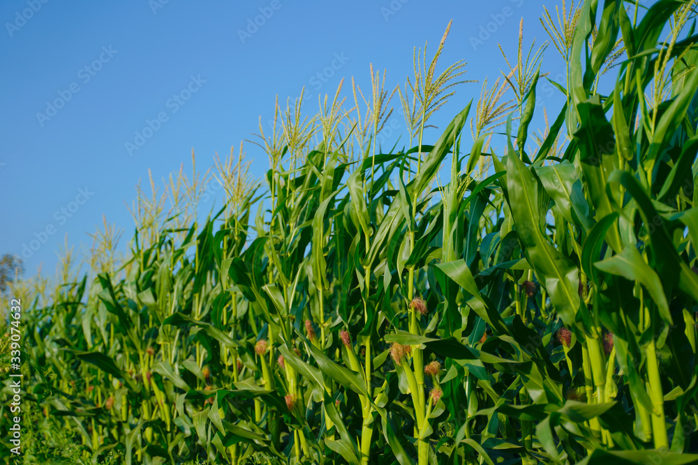 A green field of corn in india A green field of corn in india