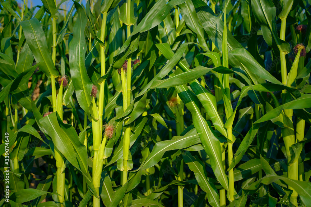 A green field of corn in india A green field of corn in india