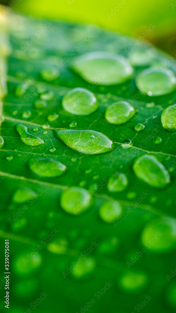 closeup of morning dew on green leaf.