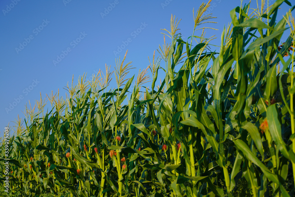 A green field of corn in india A green field of corn in india