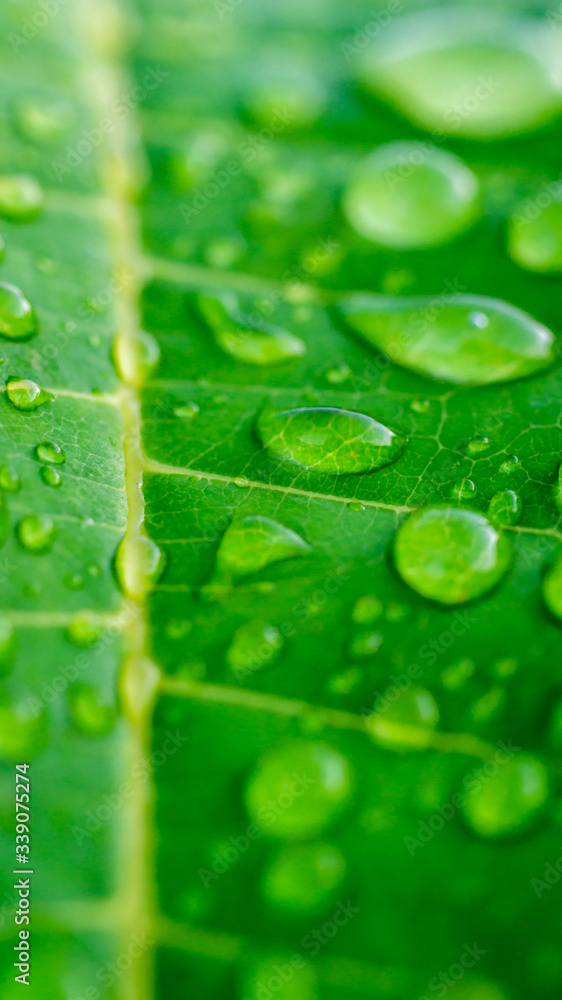 closeup of morning dew on green leaf. closeup of morning dew on green leaf.