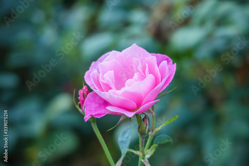 Fototapeta Naklejka Na Ścianę i Meble -  Beautiful pink roses flower in the garden
