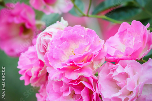 Beautiful pink roses flower in the garden