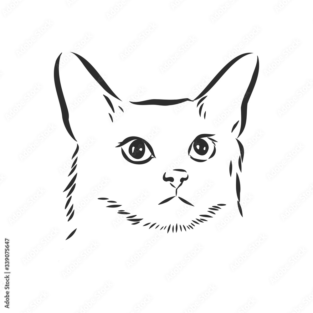 Fototapeta premium portrait of a cat, domestic cat, vector illustration of a sketch
