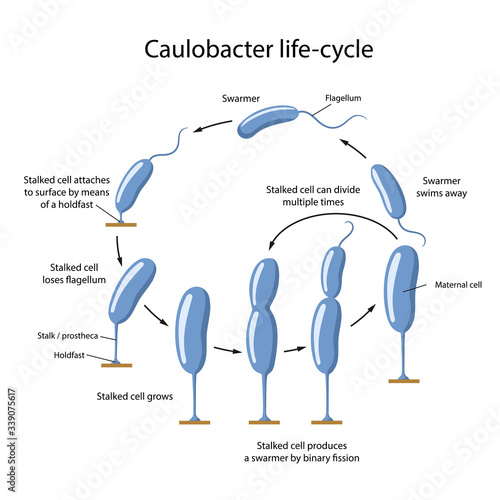 Caulobacter life-cycle. Life stages of bacteria with description steps: swarmer, cell attaches to surface, growth, cell division. Vector illustration in flat style isolated on white background
