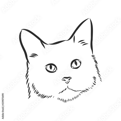 portrait of a cat, domestic cat, vector illustration of a sketch