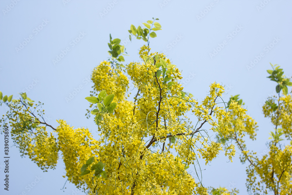 Obraz premium Small Yellow Flower or Cassia fistula flower