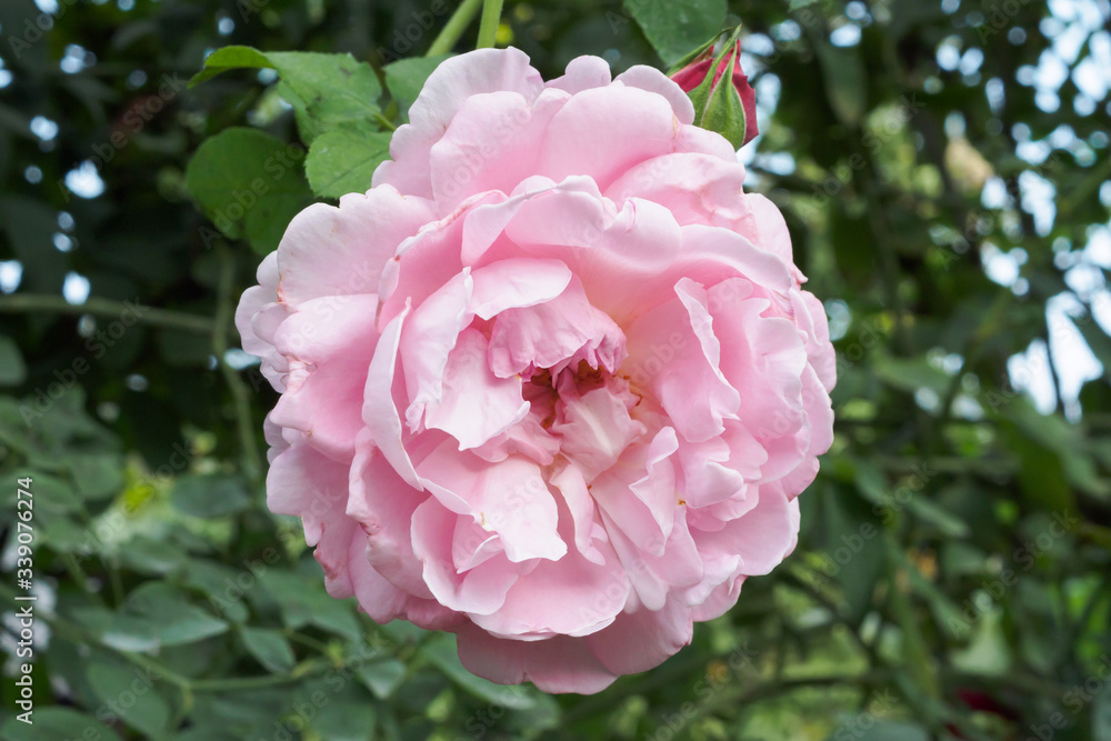 Beautiful colorful pink roses flower in the garden Beautiful colorful pink roses flower in the garden