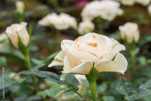 Beautiful white roses flower in the garden