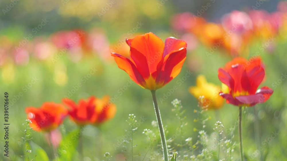 Tulips flower blooming in spring garden. Tulips flower blooming in spring garden.