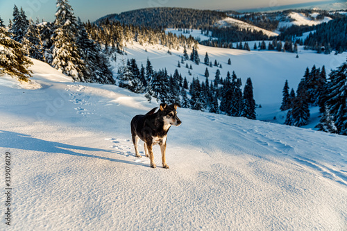 Dog in mountain, beautiful snowy winter landscape.