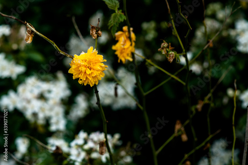 beautiful small yellow flower close up. focus on foreground © Guaraciaba